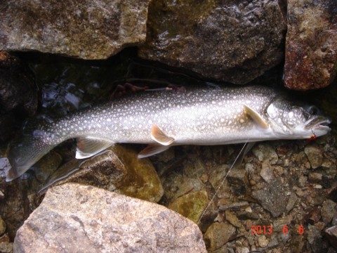 uuzwnfman4at8j34kacf_480_480-2e038f75.jpg