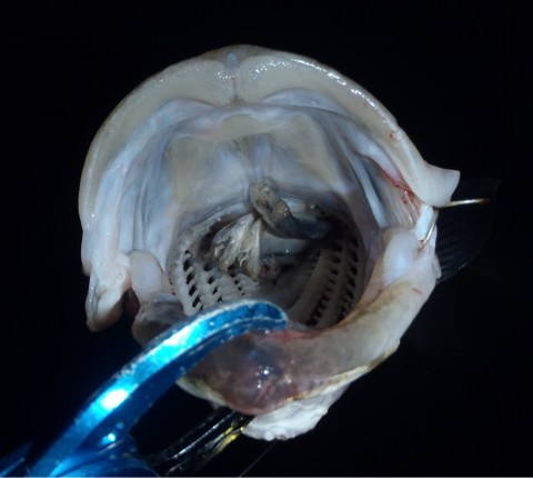 uv3ywru9gk5c5ipjvk6p_920_824-ea8160ab.jpg