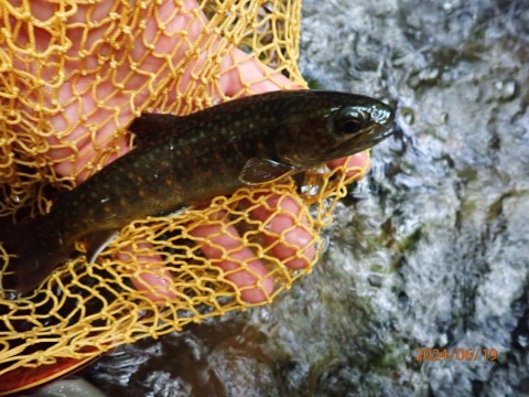 uvbky4xpkfpe9uke6mf6_480_480-f6094f50.jpg