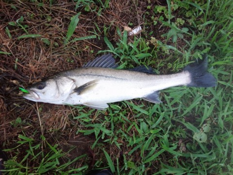 uw52bkjw26eg78wvk7ja_920_690-c32fad44.jpg