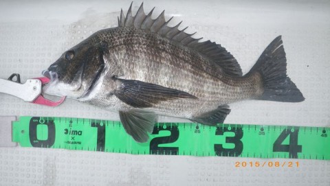 uw7wdikf52r8khrofn8i_480_480-d2e93406.jpg