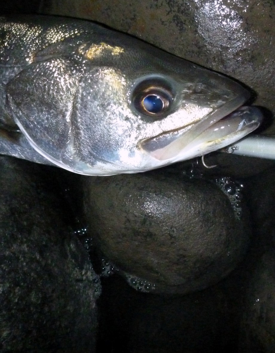 Through Fishing For The Future 表層のルアーローテーション