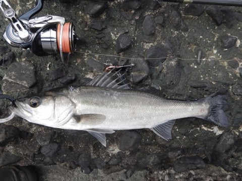 uwhtjzxpb32653wjnkf6_480_480-2215c9c8.jpg
