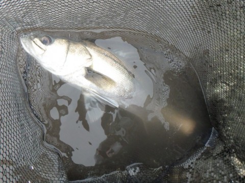 uwrjngthtweiu8p7xf53_480_480-b59339c5.jpg
