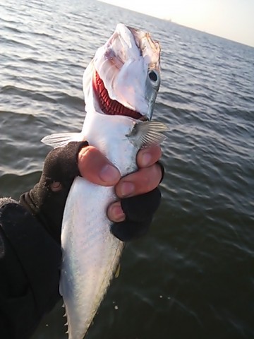 uxcpbhjroj7zwpx5zg2z_480_480-32e319ac.jpg