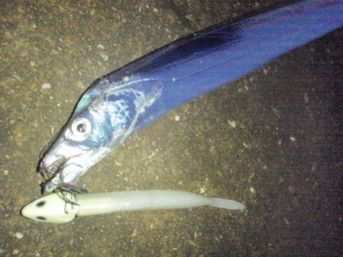 uyaydx5fj2ugf6f2fg54_480_480-b668b6da.jpg