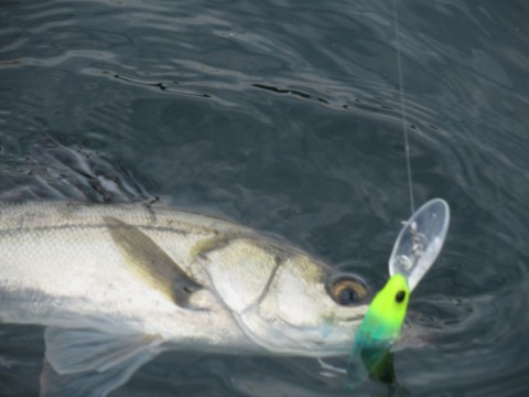 uzemcedx2636igksfjnk_480_480-97bafb88.jpg