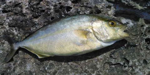 uzjtfgpnusaa3mssy2x8_480_480-3df276ac.jpg