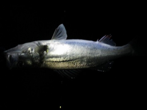v29prnjj53foun36o2io_480_480-621035ef.jpg