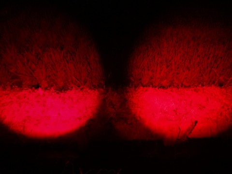 v32j4a2anp3mmw4ncfs6_480_480-3b839d7e.jpg