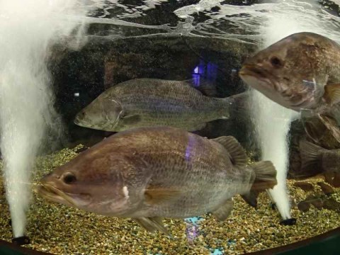 v3d5j4sh7eovk5jfoub9_480_480-e7b798db.jpg