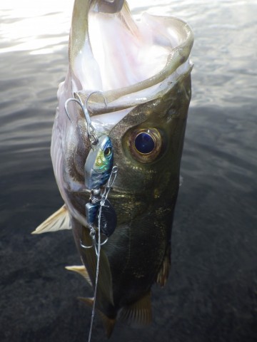 v3fd9hmd8d3dtfkt37mh_480_480-bc6ec542.jpg