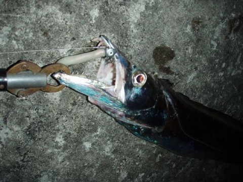 v3nkd3d89odmjrd4rza5_480_480-f0a2c064.jpg