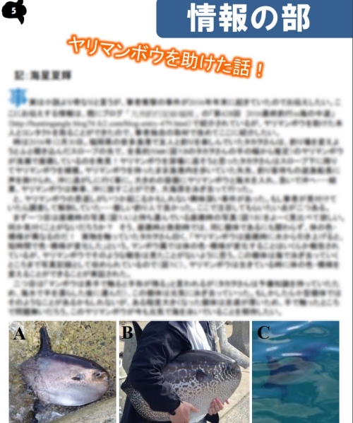 九州釣行記】 マンボウその後 九州釣行記】 マンボウその後
