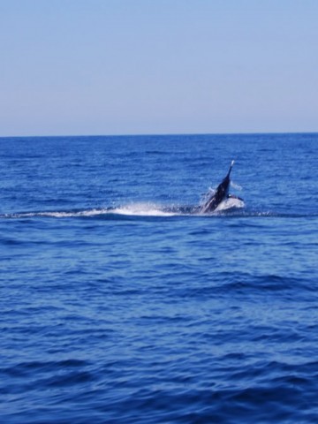 v4vai9xez3ym6bt8os2x_480_480-f6b89fc8.jpg