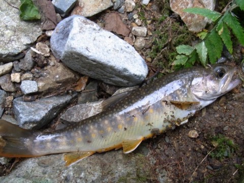 v524jawomahwznu9fg4z_480_480-efa3727c.jpg