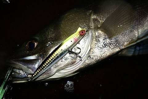 v5tvv684aoz86njhv83k_480_480-3b590032.jpg