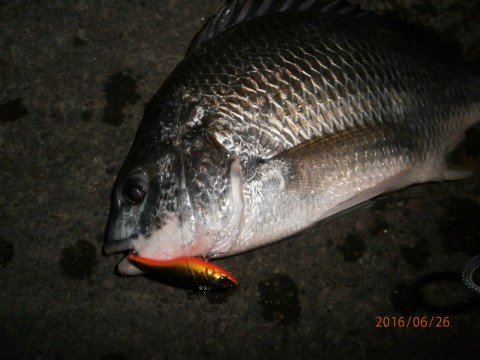 v62bio8c3j67ge8asjoy_480_480-e7851b61.jpg