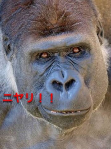 v6oknnddh34yj5gcuxo5_690_921-d3208de5.jpg