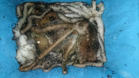 v6phafhcu4jo4dijbiyx_920_518-5881d09d.jpg