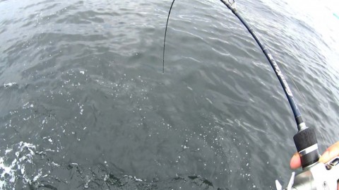 v6z8nubgk6i96ef5r5gv_480_480-d62110b2.jpg