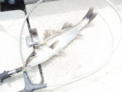 v72otbetgrw9k4f95jrj_480_480-270148d5.jpg
