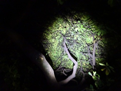 v7gv2ysbpc63iiyvjgwf_480_480-f3b86d8c.jpg