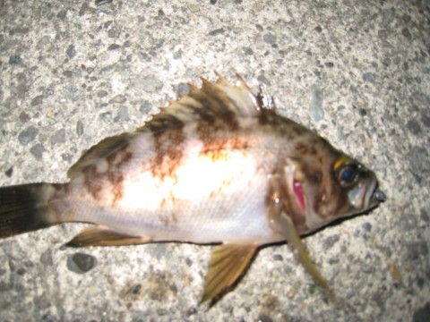 v7y7acg3bz2gec8raxos_480_480-d3c885bd.jpg