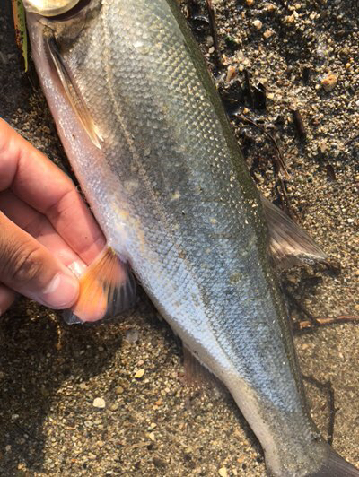 Fishingwars Fimo 幻のウケクチウグイを釣りたくて釣ってきた Fishingwars Fimo 幻のウケクチウグイを釣りたくて釣ってきた