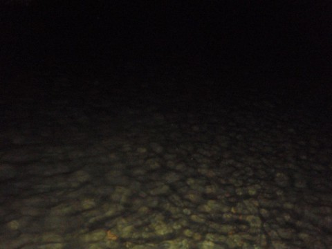 v8w78r5gwsos82ingt2f_480_480-df3fde68.jpg