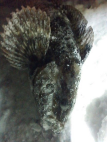 v958982ypfkmmfrg4ggz_480_640-b2355756.jpg