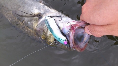 v9925jpjv9ufw9eiok48_480_480-2bc35f28.jpg