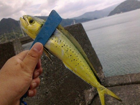 v9d7pj4k7t7myfhsdkkd_480_480-3d76f1e6.jpg
