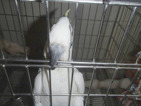 v9jaudykwycubz5bmccs_480_480-7506435a.jpg