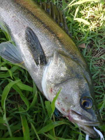 v9muw382d8ierai4ey9b_480_480-255821c5.jpg