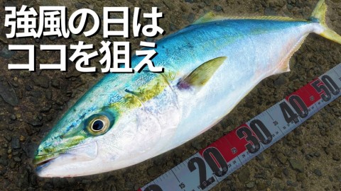 v9nvxwbs7a7gaoonxrhr_480_480-12adf69e.jpg