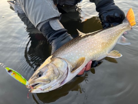 va395zd6tysjgwa8erub_480_480-819893b1.jpg
