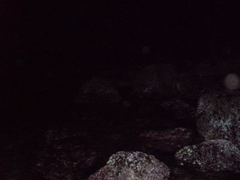 va7gdzpnbngr8fj6oruj_480_480-b5de546b.jpg