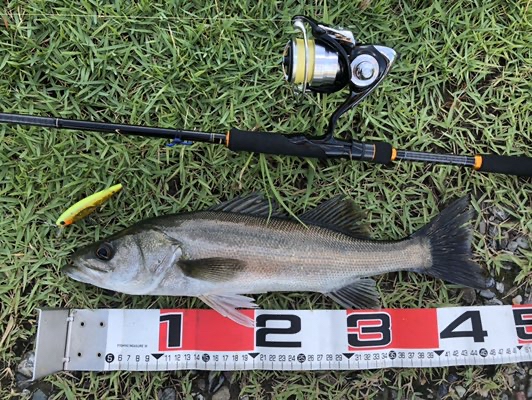 Actdoor Fishing Kochi 高知県 台風一過の仁淀川は