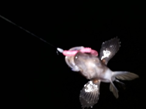 vb8phdx87b4vfx644eo6_480_480-aebb9425.jpg
