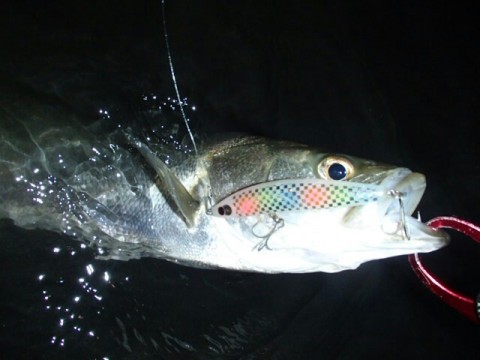 vbh839w4m785dgvxtz5s_640_480-ce3d8e26.jpg