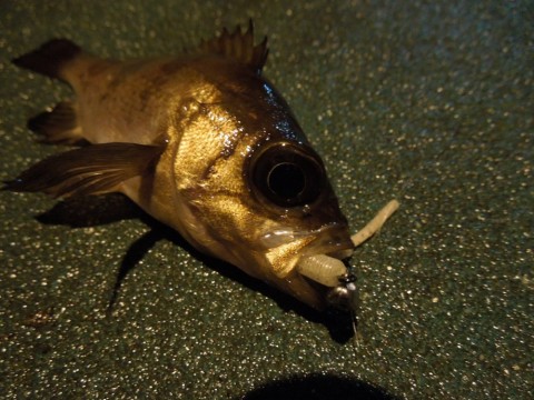 ve4bcoxe2js8szrwcmhk_480_480-a9777665.jpg