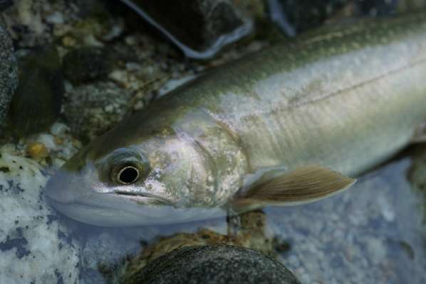 千魚釣探】 ヴァンフォードC2000SHGは「お値段以上シマノ」
