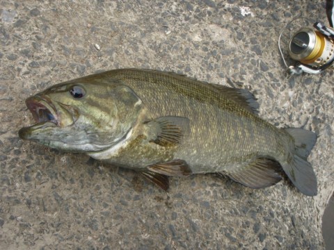 vegzxjbrpcy7r7ack3y2_480_480-13181aa0.jpg