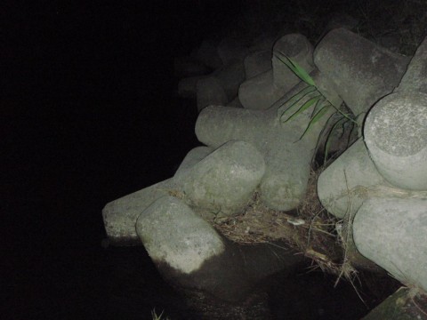 vf78jzjxng5a6wnhcg38_480_480-70ddb0e7.jpg