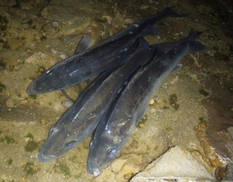 vfa28vegchows8p6ur8c_920_718-1e11b27e.jpg
