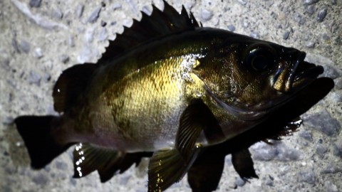 vfsjzka82j4exysks5f7_480_480-08ade535.jpg