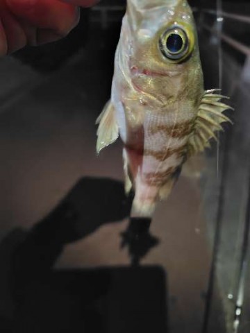 vft7f22m7g69j9bnadbn_480_480-67d7d0e1.jpg