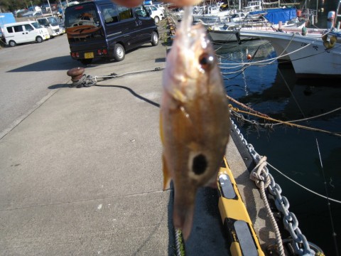 vftakrghgb749kr5m77b_480_480-b2c5d9b5.jpg