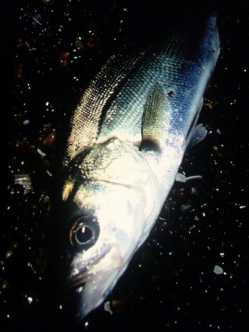 vfuurt8nexcstufiocdr_480_640-d9156203.jpg
